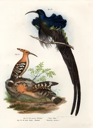 Wiedehopf, 1864